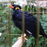 Madárka a kertben: Beó  (Gracula religiosa)