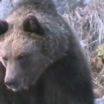 A szökőnap hírére előbújtak a mackók
