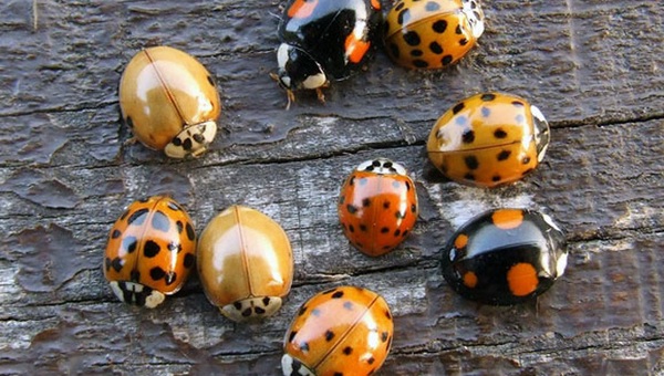 telelesre-keszulo-hatalmas-rajokban-vonulo harlekin