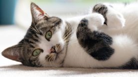 miau