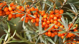 Hippophae rhamnoides Sirola / Homoktövis Sirola termő