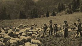 Szent György-napi állathajtás Kárpátalján