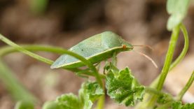 zöld vándorpoloska vagy büdösbogár