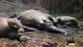 IV06 Mahato – Na snímke z 1. marca 2006 sú tri zo šiestich m