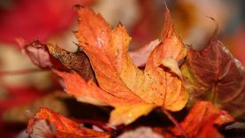 autumn-leaves-fall-leaf-nature-red-orange-october-season-colors