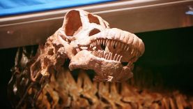 Titanosaurus Rex