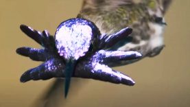 David Attenborough filmjének egy képkockája