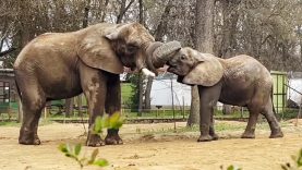 elefántok a Nyíregyházi Állatparkban