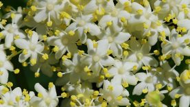 A fekete bodza, vagy festőbodza (Sambucus nigra) a bodza (Sambucus) nemzetség egyik, a Kárpát-medencében is elterjedt faja. Egész Európában előfordul. Gyakorisága annak köszönhető, hogy kitűnően alkalmazkodott az emberi beavatkozások perem