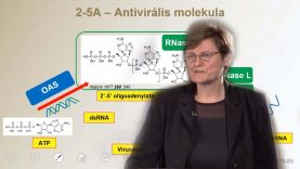 Karikó Katalin