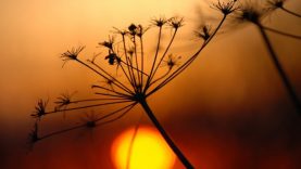 naplemente-tajak-termeszet-nyari-szezon-hatterkep-25247