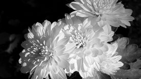 chrysanthemums-in-black-and-white