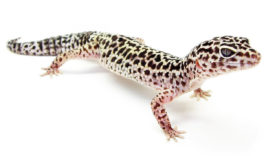 Eublepharis_macularius1