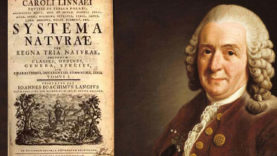 Carl von Linné svéd botanikus