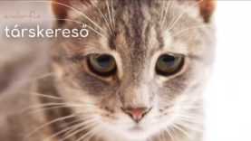 társkereső