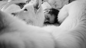 2019-csefalvay-kutyaterapia-img_0902_4500