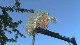 Májusfa állítás Bősön-2023