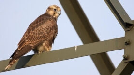 kerecsensólyom-csonkapeter_1241