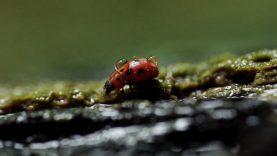 1617023630-temp-icIbPn_hero-normal_xl